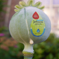 Tasmanian Alkaloids and the Johnson  Johnson Opium Poppy Monopoly w/ Peter Andrey Smith