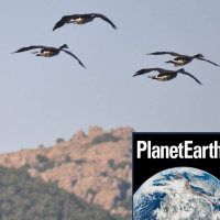 An audio diary special edition