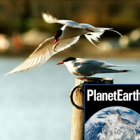 Teeth, spiders and epic migrations