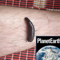 Leeches, earthquakes and weird sea-life