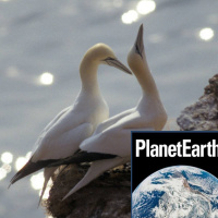 Future-proofing forests, noisy gannets, Antarctica