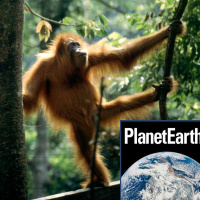 Orangutans, green buildings and an Antarctic GP