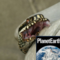 Ice clouds and viper venom