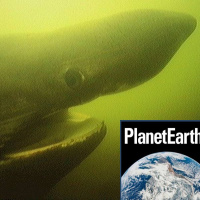 Climate tipping points, basking sharks, primates