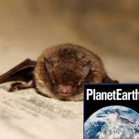 Bat calls, weather balloons, telomeres and ageing