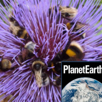 Bumblebee declines, microbes, and amazing birds