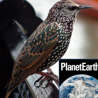 The Ozone Hole, Starlings in Fair Isle, Forest Fires