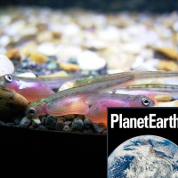 Where do all the salmon go, and making CO2 bricks