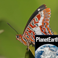 Butterflies, buoys and the English Channel