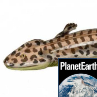 Our ancient ancestors, deep sea worms