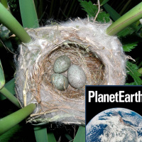 Cuckoos at Wicken Fen, snow, and radiocarbon dating