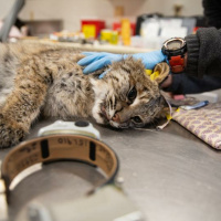 Episode 130: Bobcats On The Prowl In New England Small Colleges Battle To Survive