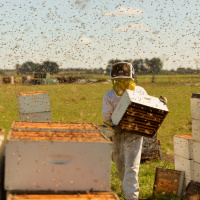 Episode 151: Bad News For Bees Combating Opioids