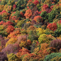 Episode 115: What We Can Learn From Kansas About Wind Power “Autumnwatch” Puts New England on Display