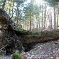 Episode 39: First in the Nation