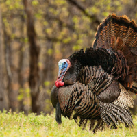 How bad could bird flu get for Minnesotas turkey flocks?
