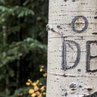 Who was DB Cooper?/Derek Chauvins plea deal