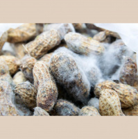 Aflatoxins: Chemistry in its element