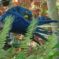 PIO 10 - Análise ministerial do governo Bolsonaro