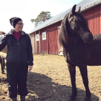 Westernridning, Låtpremiär, VM-rapport, Meänkielipepp