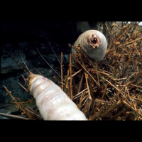 Tims Take On: Episode 426(Doctor Who The Green Death mini review)