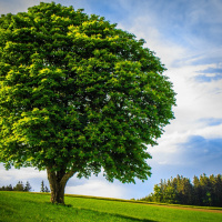 Tu BShvat - No tienes que empezar de cero