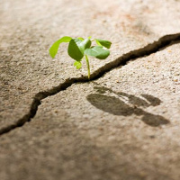 Shebat - Nuevos Comienzos