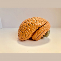 The Alzheimers’s Gene