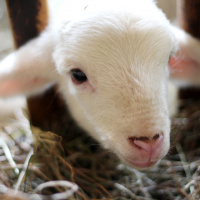 One Perfect Sacrifice