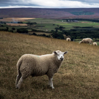 Compassion and Confrontation