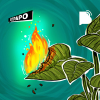 Por que se preocupar com o meio ambiente? – BTPapo 082