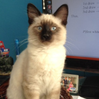 53 - Estúpido y (no tan) sensual Netflix | Por Favor Callennos