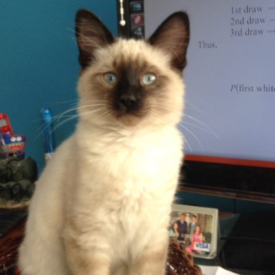 Por Favor, Cállennos