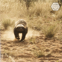 [HBP005] JNS - A New Beginning (vinyl only)