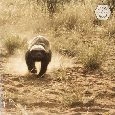Honey Badger Podcast