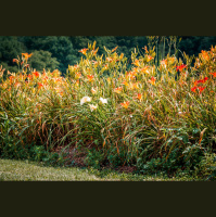 Listeners ask for garden help with their sticky daylilies, invasive worms and asparagus beetles