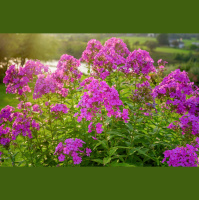 This hardy perennial attracts pollinators and adds late-summer color