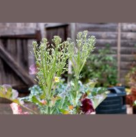 How to get free garden seeds and help out pollinators at the same time