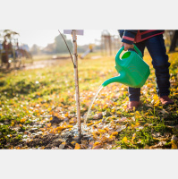 How to prep trees and perennials for winter during a drought