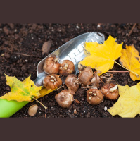 4 ways to keep burrowing rodents from ruining your flowering bulbs