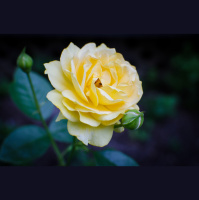 Plant roses that perform a second act right into fall