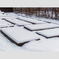 Save money on your favorite native plants by sowing seeds this winter