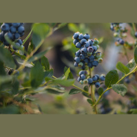 Wetter and more humid weather causing some late-summer garden issues 