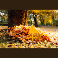Four ways to resist the rake (or leaf blower!) and help beneficial insects over the winter