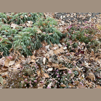 Is it too late to plant peony roots? Late-fall gardening questions answered