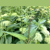 How to remedy buggy flowers, dried-out lilacs and sad plum trees 