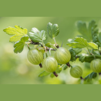 Know before you grow: Gooseberries and currants are restricted in some states and counties
