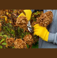 Prune some, bury others. How to care for hydrangeas before winter