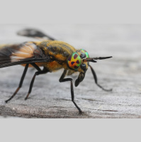 How inviting beneficial species to your yard can reduce deer flies and mosquitoes 