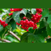 Berries that will help fuel both overwintering and migrating birds